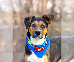 Beagle-Unknown Mix Dogs for adoption in Unionville, PA, USA