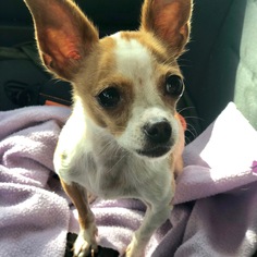 Medium Photo #1 Chihuahua Puppy For Sale in Orange, CA, USA