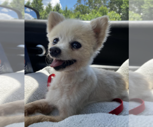 Pomeranian-Unknown Mix Dogs for adoption in Decatur, GA, USA