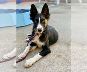 Border Collie-Unknown Mix Dogs for adoption in Paso Robles, CA, USA
