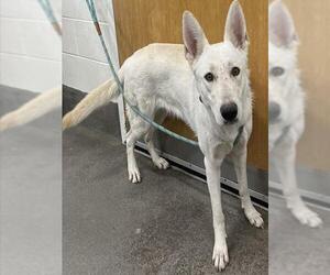 German Shepherd Dog Dogs for adoption in Forestville, MD, USA