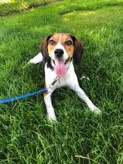 Beagle Dogs for adoption in Rochester, NY, USA