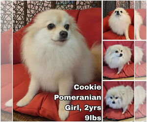 Pomeranian Dogs for adoption in Seattle, WA, USA