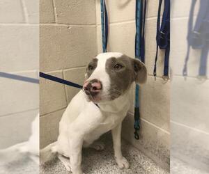 Pointer Dogs for adoption in Conroe, TX, USA