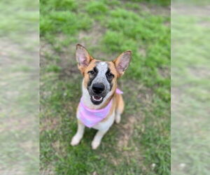 Mutt Dogs for adoption in Oak Bluffs, MA, USA