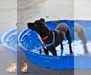 Labrador Retriever-Unknown Mix Dogs for adoption in Roanoke, VA, USA