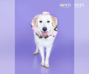 Great Pyrenees Dogs for adoption in Sandy, UT, USA