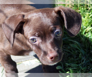 Medium Photo #1 Chihuahua Puppy For Sale in Antioch, CA, USA