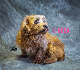 Maltipoo Dogs for adoption in Holden, MO, USA