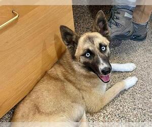 Siberian Husky-Unknown Mix Dogs for adoption in Frisco, CO, USA