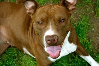 American Pit Bull Terrier Dogs for adoption in Rossville, TN, USA