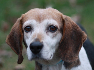 Beagle Dogs for adoption in Cookeville, TN, USA