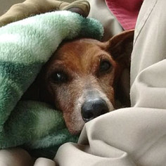 Dachshund Dogs for adoption in Wallops Island, VA, USA