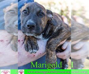 Black and Tan Coonhound-Labrador Retriever-Unknown Mix Dogs for adoption in Pensacola, FL, USA