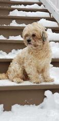 Shih Apso Dogs for adoption in Warwick, RI, USA