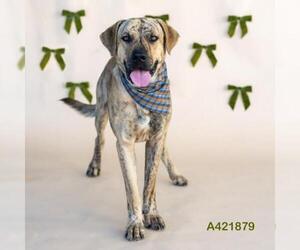Treeing Walker Coonhound-Unknown Mix Dogs for adoption in Conroe, TX, USA