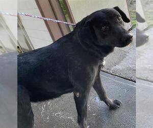 Labrador Retriever-Unknown Mix Dogs for adoption in Camarillo, CA, USA