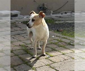 Chihuahua Dogs for adoption in Martinez, CA, USA