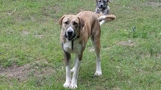 Australian Shepherd Dogs for adoption in Livingston, TX, USA