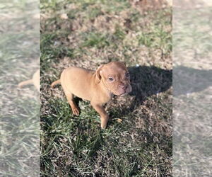 Beagle-Unknown Mix Dogs for adoption in Shermans Dale, PA, USA