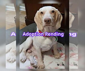 Beagle Dogs for adoption in Dunnellon, FL, USA