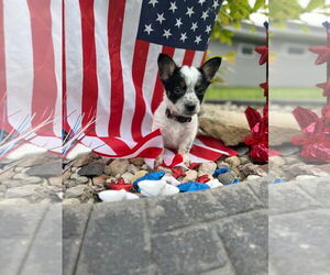 Mutt Dogs for adoption in New London, WI, USA