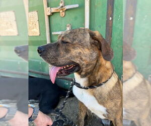 Mutt Dogs for adoption in Woodland Hills, CA, USA