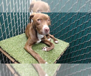 Labrador Retriever-Unknown Mix Dogs for adoption in Downey, CA, USA