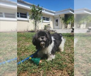Shih Tzu Dogs for adoption in Vero Beach, FL, USA
