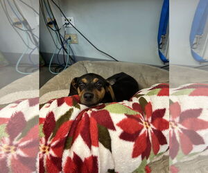 Doxle Dogs for adoption in Plainfield, IL, USA