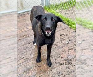Labrador Retriever Dogs for adoption in Conroe, TX, USA