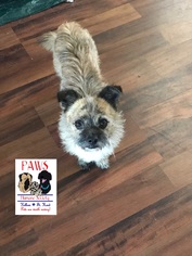 Brussels Griffon Dogs for adoption in Killeen, TX, USA