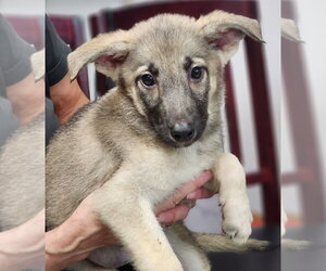 Mutt Dogs for adoption in Walnutport, PA, USA
