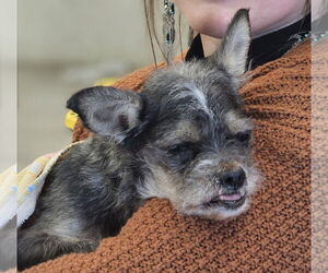 Chihuahua-Unknown Mix Dogs for adoption in Dallas, TX, USA