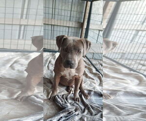 Labrador Retriever-Unknown Mix Dogs for adoption in  Gainesville, FL, USA