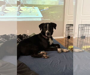 Labrador Retriever-Unknown Mix Dogs for adoption in Oakhurst, NJ, USA
