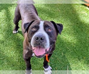 American Staffordshire Terrier-Unknown Mix Dogs for adoption in Las Vegas, NV, USA