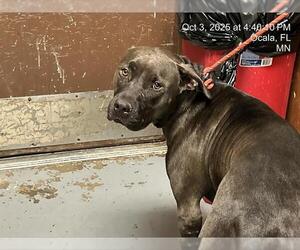 American Pit Bull Terrier-Unknown Mix Dogs for adoption in Ocala, FL, USA