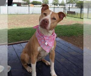 American Staffordshire Terrier Dogs for adoption in San Antonio, TX, USA
