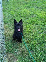 Maltese-Unknown Mix Dogs for adoption in Ashland, VA, USA