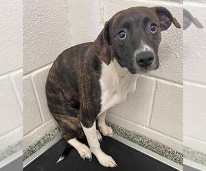 American Pit Bull Terrier-Beagle Mix Dogs for adoption in Salisbury, NC, USA