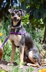 Miniature Pinscher Dogs for adoption in Penngrove, CA, USA