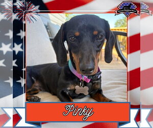 Dachshund Dogs for adoption in San Antonio, TX, USA
