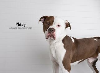 American Bulldog-Unknown Mix Dogs for adoption in Littleton, CO, USA