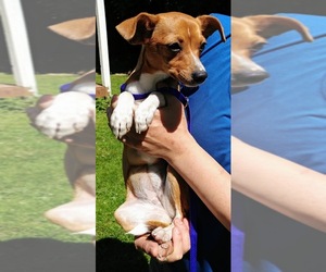 Jack-Rat Terrier Dogs for adoption in Arlington, WA, USA