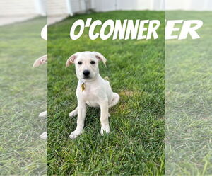 Labrador Retriever-Unknown Mix Dogs for adoption in Sandy, UT, USA