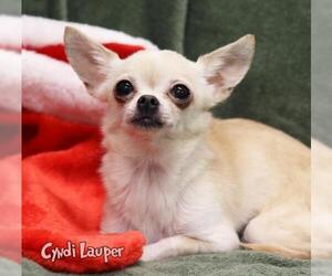 Chihuahua Dogs for adoption in Mason, MI, USA