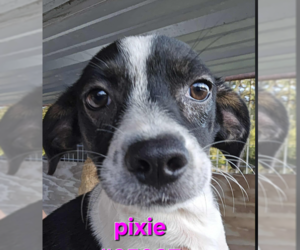 Chihuahua-Unknown Mix Dogs for adoption in Cranston, RI, USA