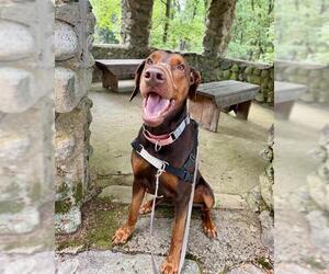 Doberman Pinscher Dogs for adoption in Dedham, MA, USA