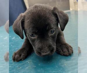 Black and Tan Coonhound Dogs for adoption in Mobile, AL, USA